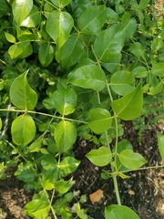 Azima sarmentosa