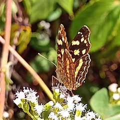 Anthanassa drusilla