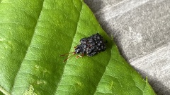 Dactylispa subquadrata