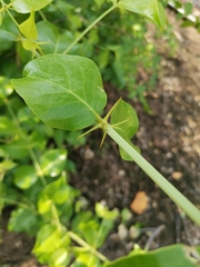 Azima sarmentosa