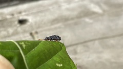 Dactylispa subquadrata