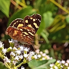 Anthanassa drusilla