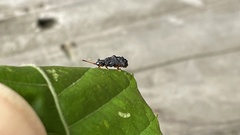 Dactylispa subquadrata