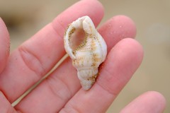 Austrotriton subdistortus