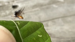 Dactylispa subquadrata