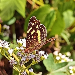 Anthanassa drusilla