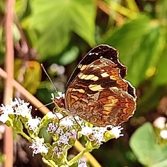 Anthanassa drusilla
