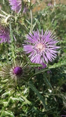 Galactites tomentosus