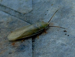 Panchlora tolteca