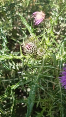 Galactites tomentosus