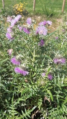 Galactites tomentosus