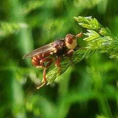 Myopa clausa