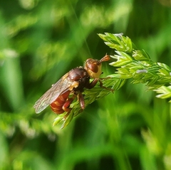 Myopa clausa