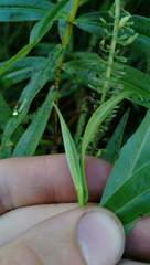 Veronica stricta stricta