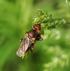 Myopa clausa