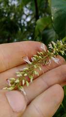 Veronica stricta stricta