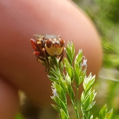 Myopa clausa