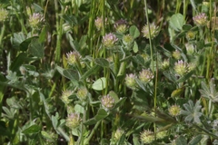 Trifolium microcephalum