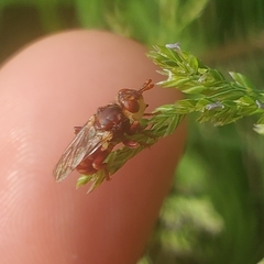 Myopa clausa