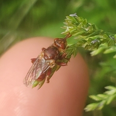 Myopa clausa