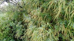 Veronica stricta stricta