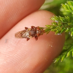 Myopa clausa