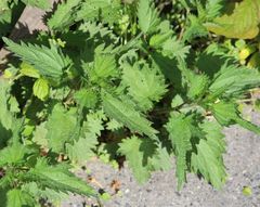 Urtica dioica