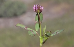 Trifolium ciliolatum