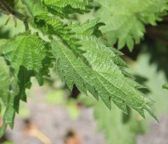 Urtica dioica
