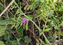 Vicia sativa
