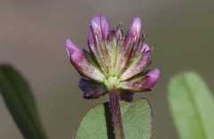 Trifolium ciliolatum