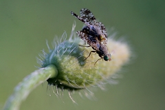 Sphaeroceroidea