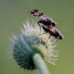 Sphaeroceroidea
