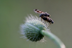Sphaeroceroidea