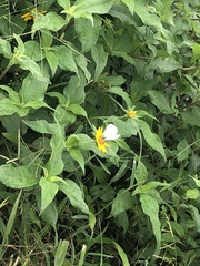 Lepidoptera
