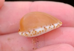 Notocypraea angustata