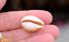 Notocypraea angustata