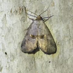 Hyperstrotia flaviguttata