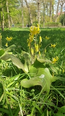 Angiospermae
