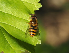 Epistrophe melanostoma