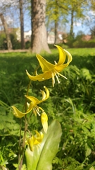 Angiospermae