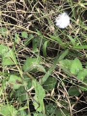 Asteraceae