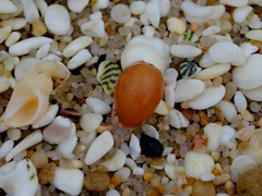 Notocypraea angustata