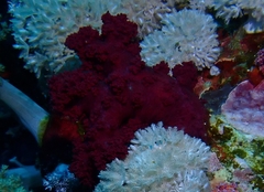 Dendronephthya hemprichi