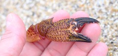 Nectocarcinus tuberculosus