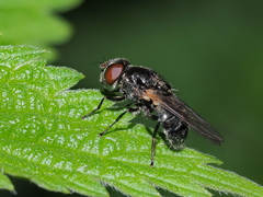 Cheilosia albitarsis