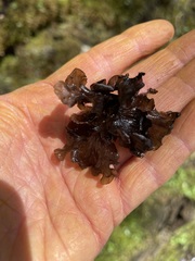 Peltigera hydrothyria