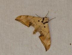 Ambulycini