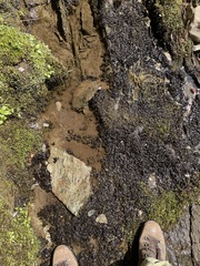 Peltigera hydrothyria