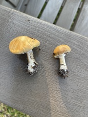 Marasmius vagus